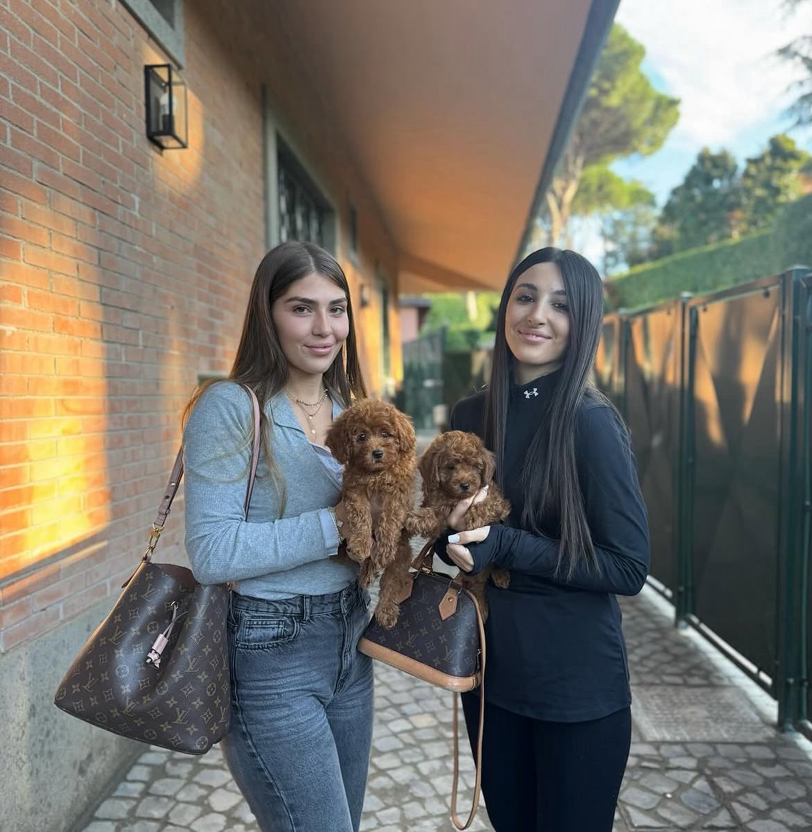 Emerald Poodle family