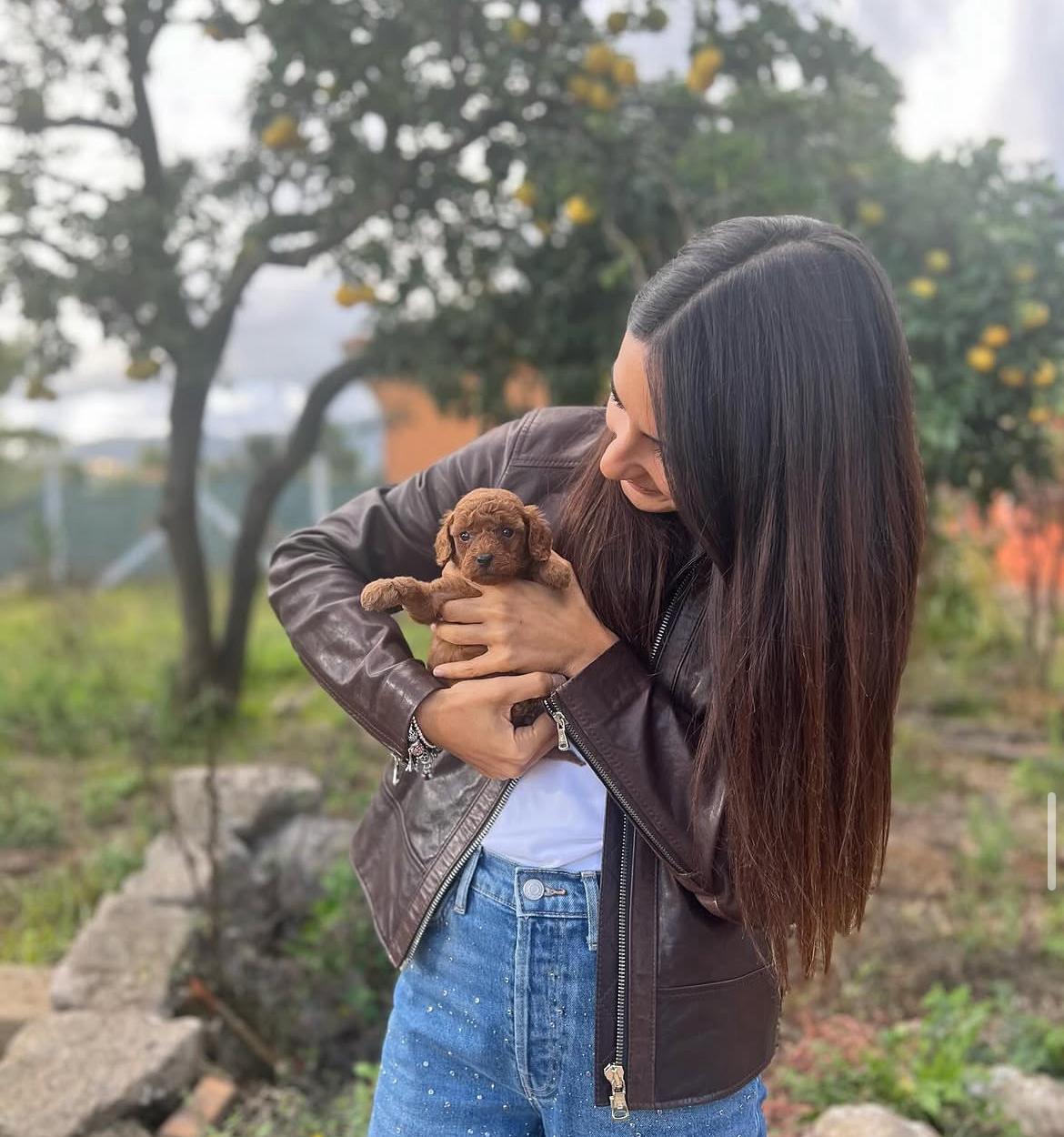 Emerald Poodle family